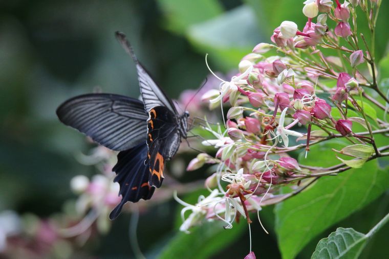 花と蝶 クサギとクロアゲハ 黒揚羽 東北の温泉バカ ｋｅｎちゃん のブログ
