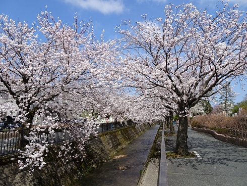 御経塚の桜