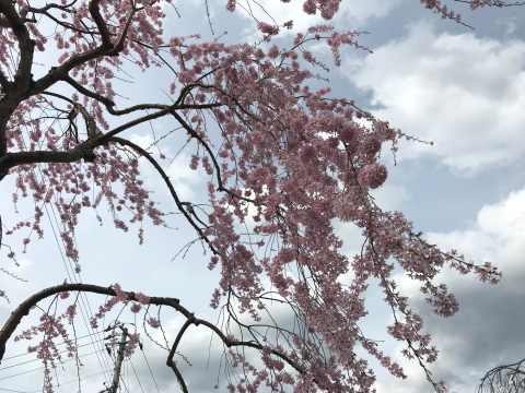 遊歩道の枝垂れ桜