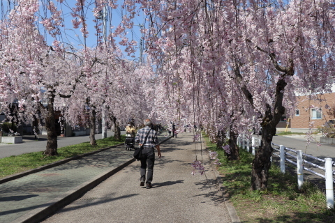 しだれ桜散歩道