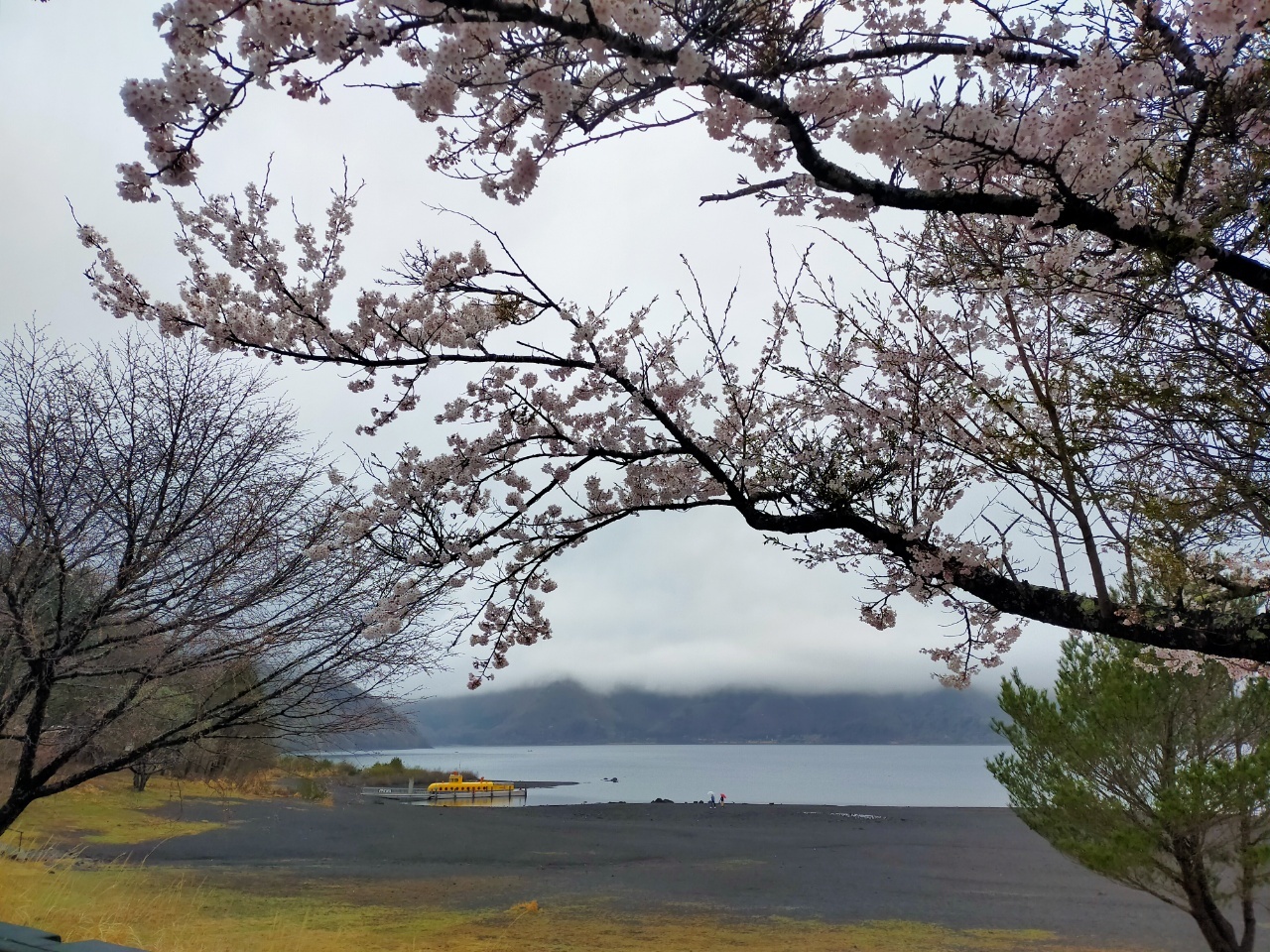 本栖湖桜