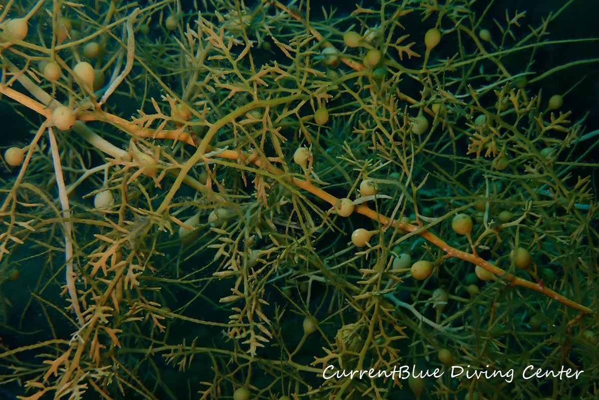 越前ダイビング海藻,越前ダイビングツアー印西 (4)
