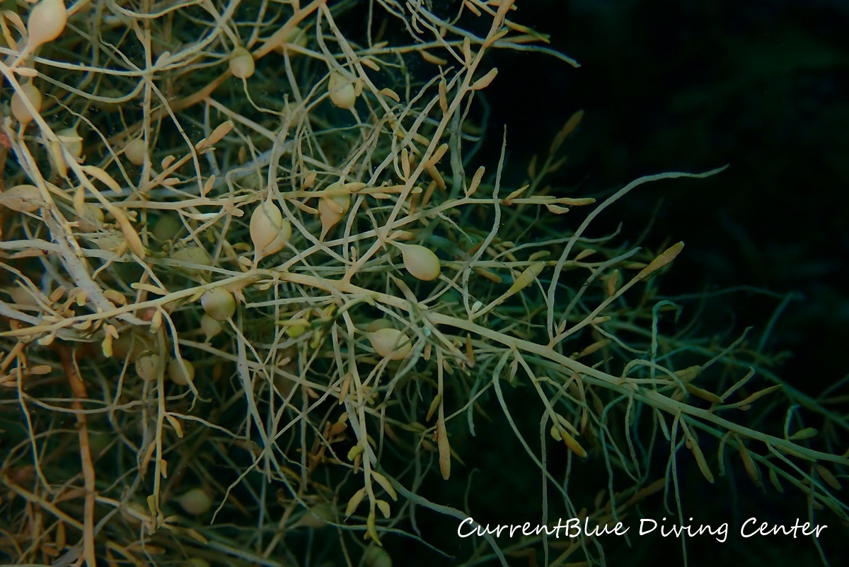 越前ダイビング海藻,越前ダイビングツアー印西 (5)