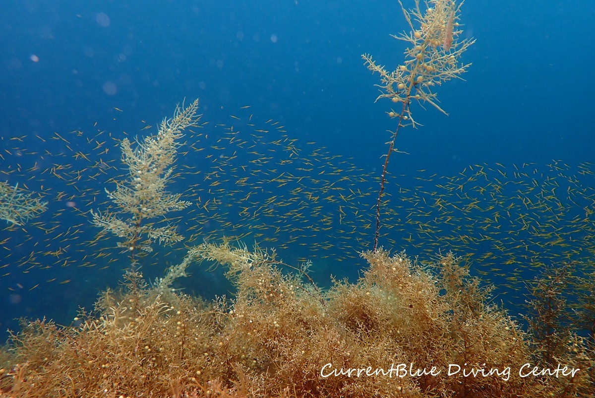 越前ダイビング海藻,越前ダイビングツアー印西 (6)