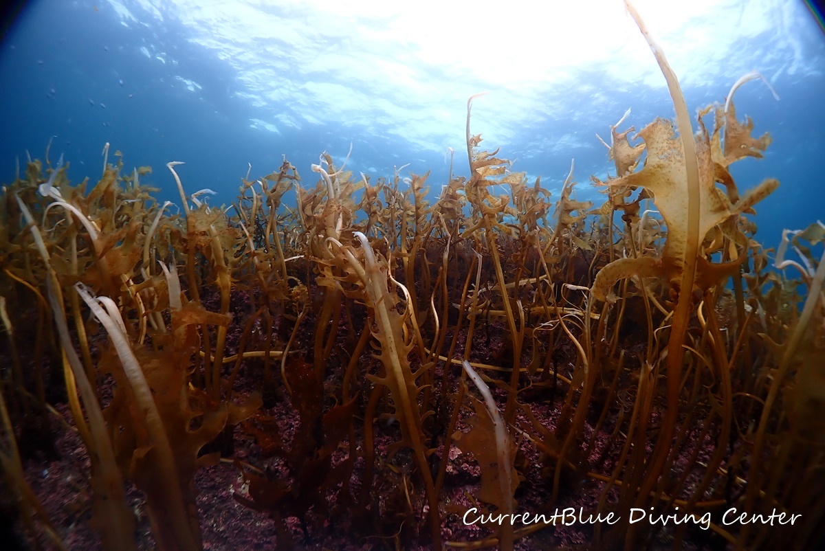 越前ダイビング海藻の森 (2)