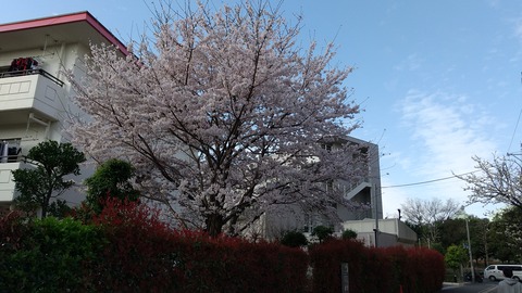 20220328桜