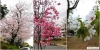 病院そばの公園の桜