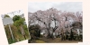 西林寺の枝垂れ桜