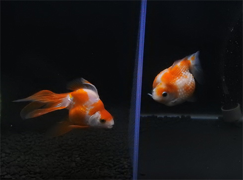 goldfish14