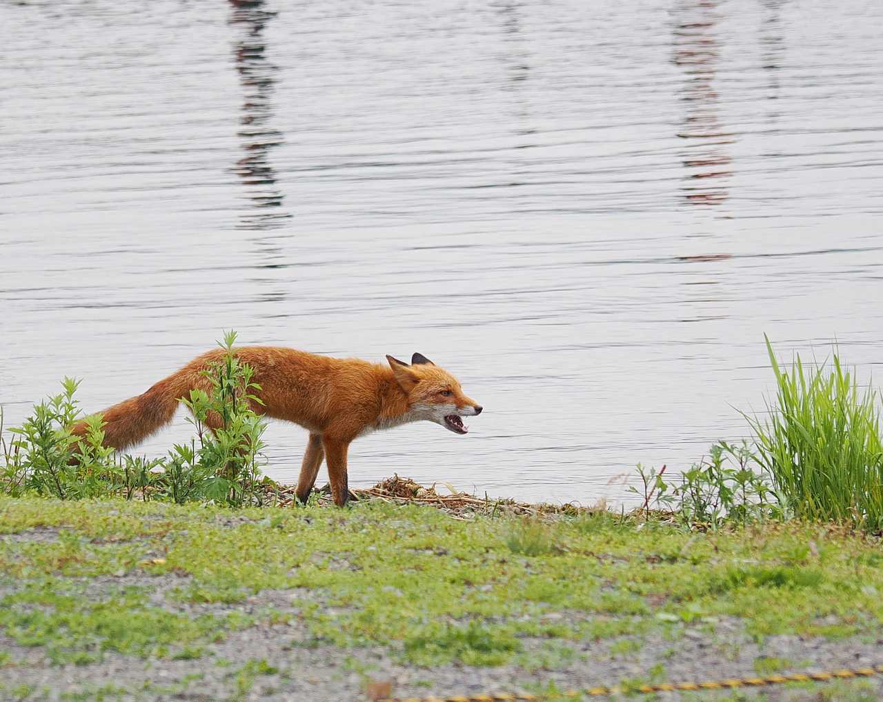 北海道阿寒湖にいた狐 2022年8月
