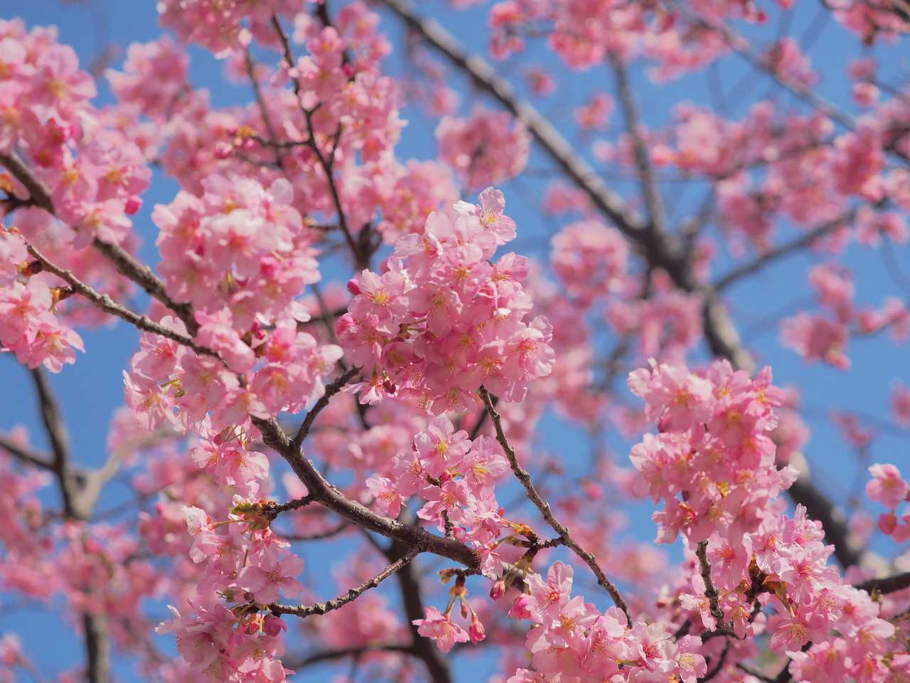 HDRで河津桜の色強調 2022年3月