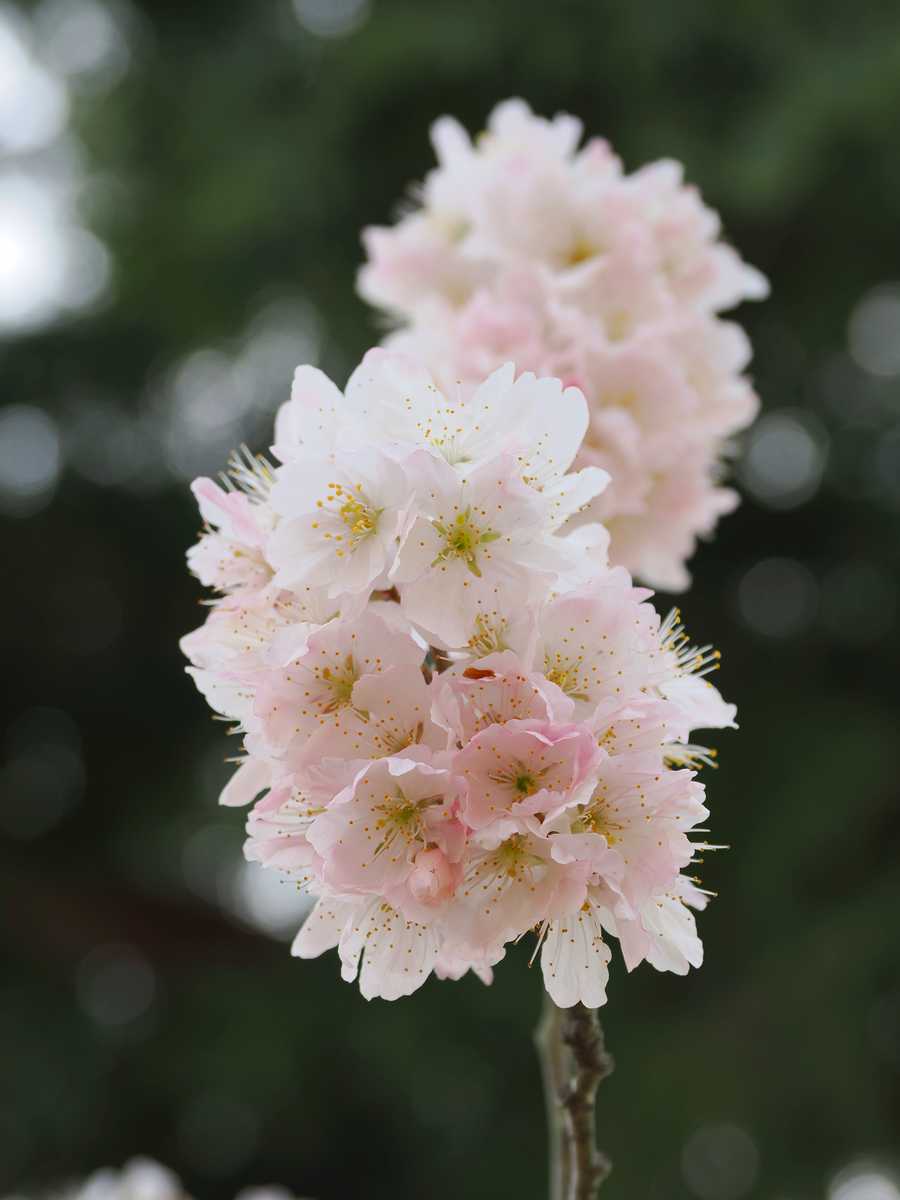 早咲きの桜 2022年3月