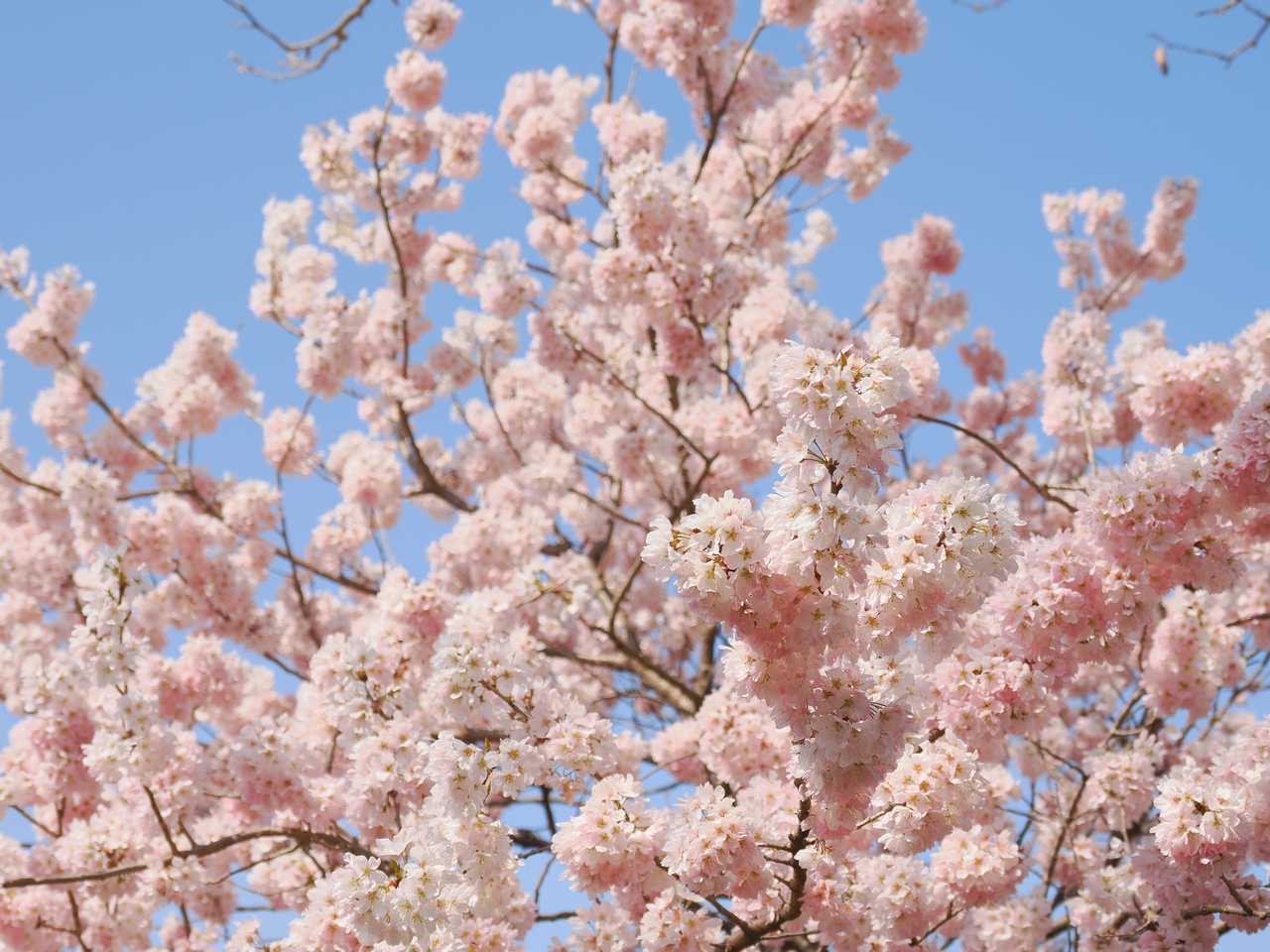 満開の早咲き桜 2022年3月