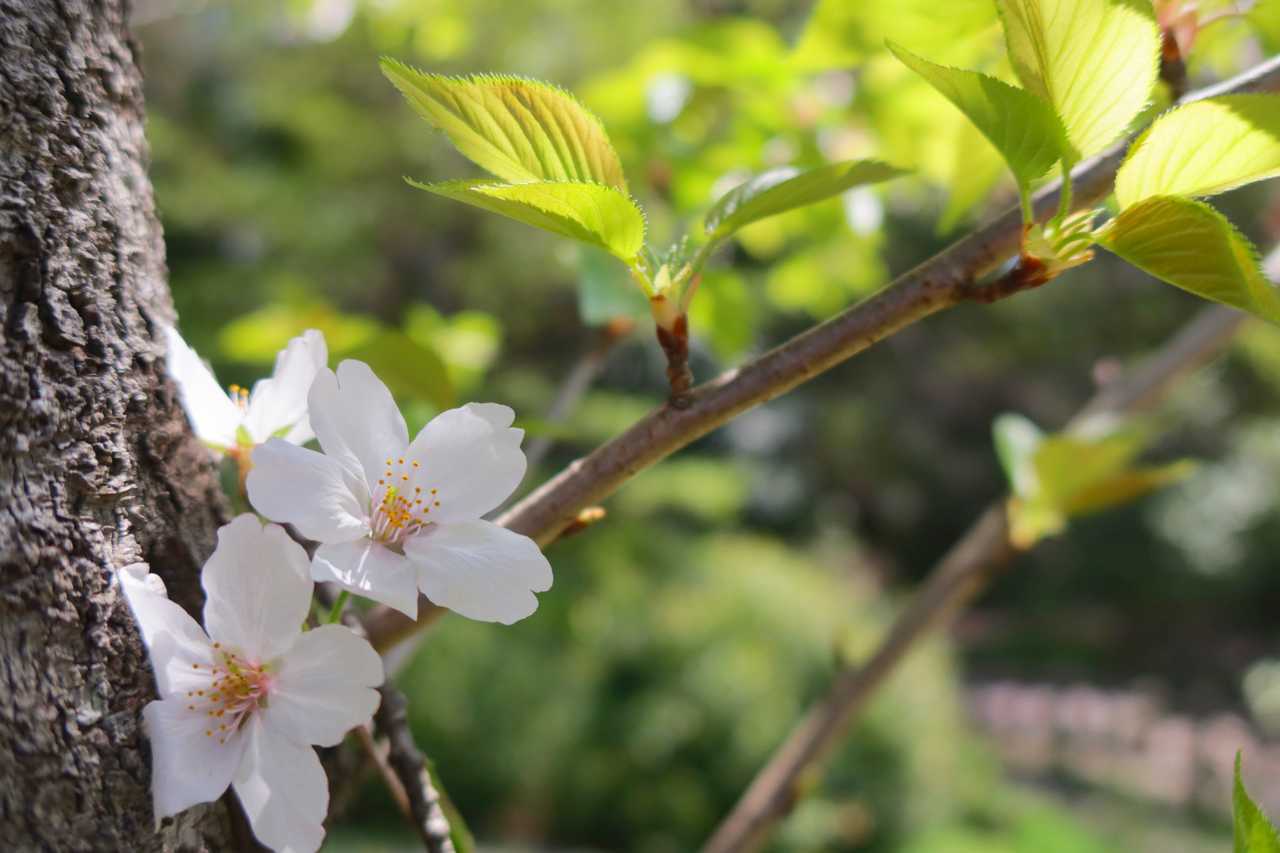葉桜に残る幹桜 2022年4月