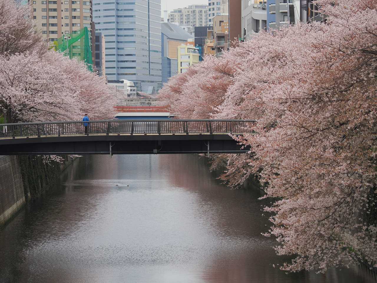 目黒川の桜並木 その１ 2022年4月
