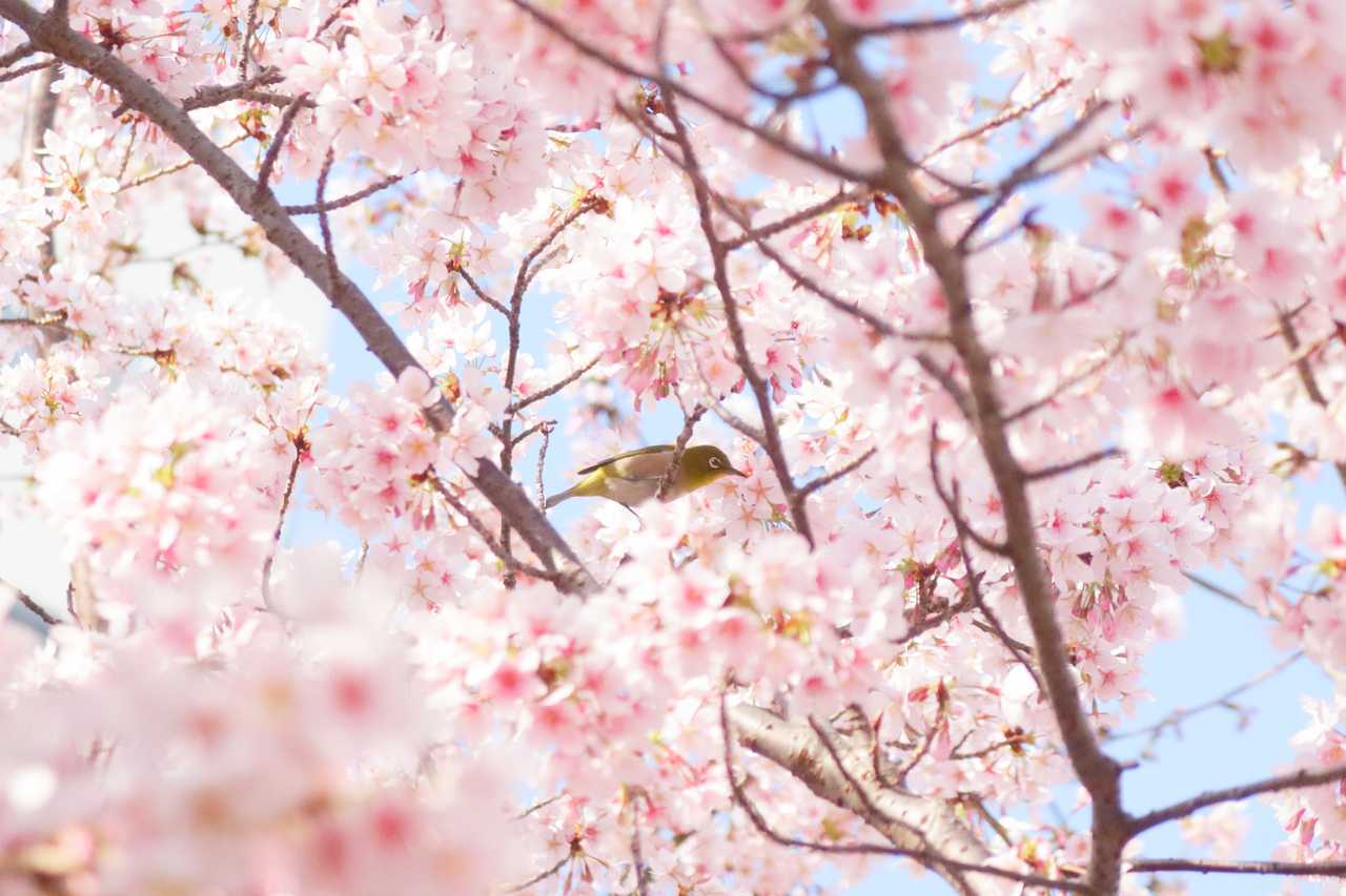 早咲きの桜をついばむメジロ 2022年3月