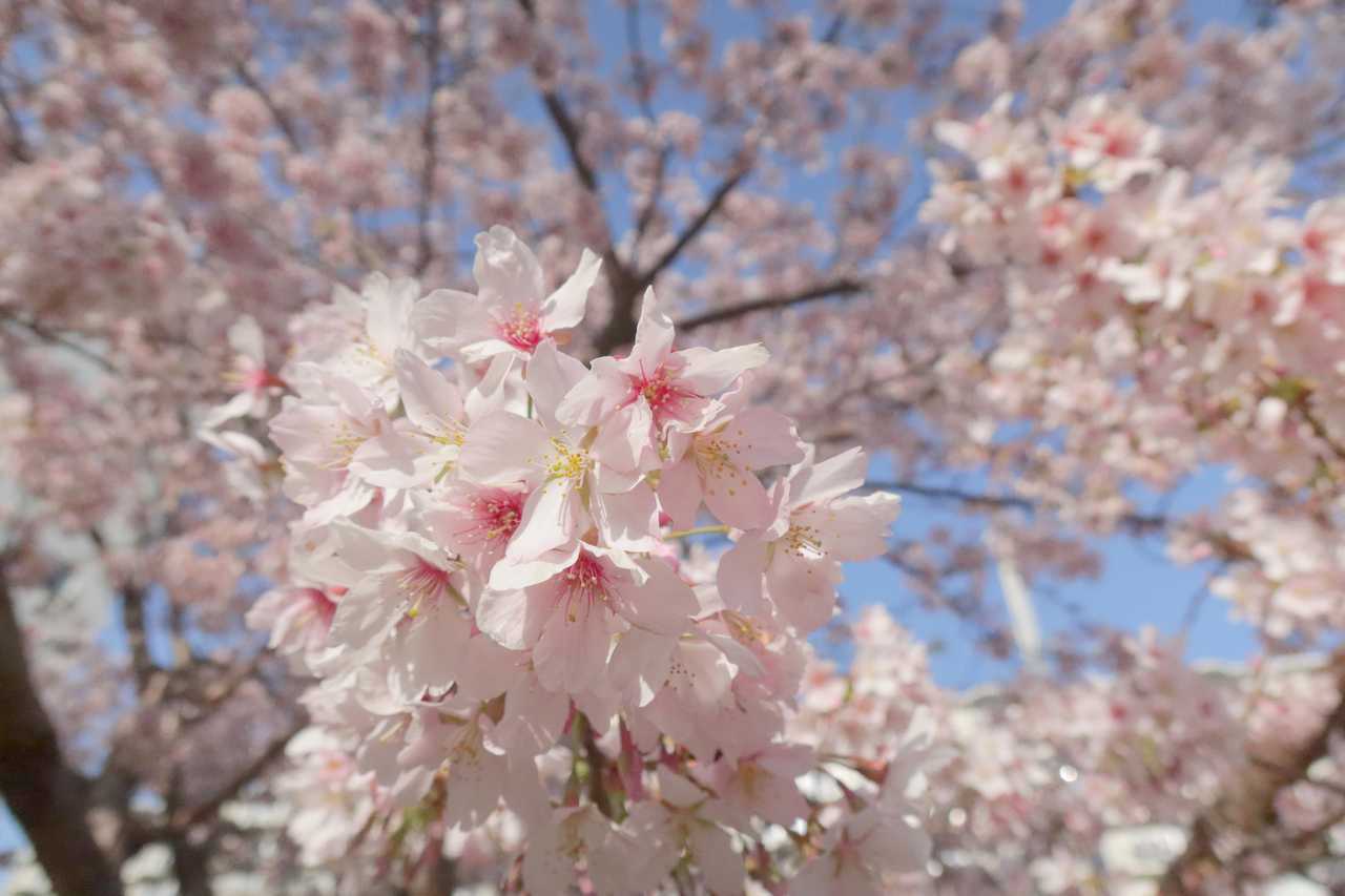 青空を背景に咲き誇る早咲きの桜 2022年3月