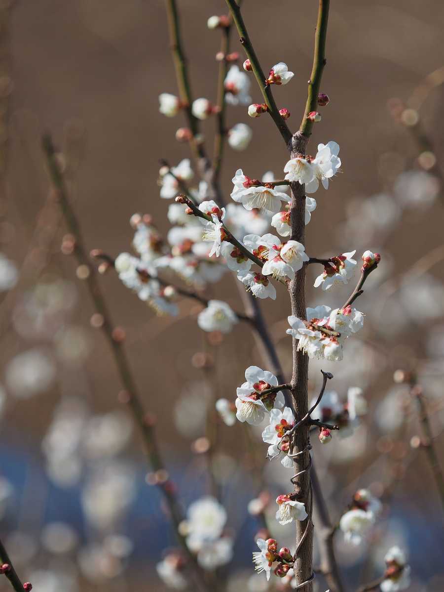40-150mmで撮る梅の花その１ 2022年3月