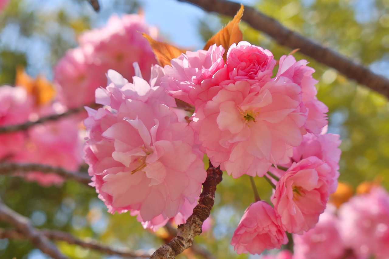 青空と八重桜その１ 2022年4月