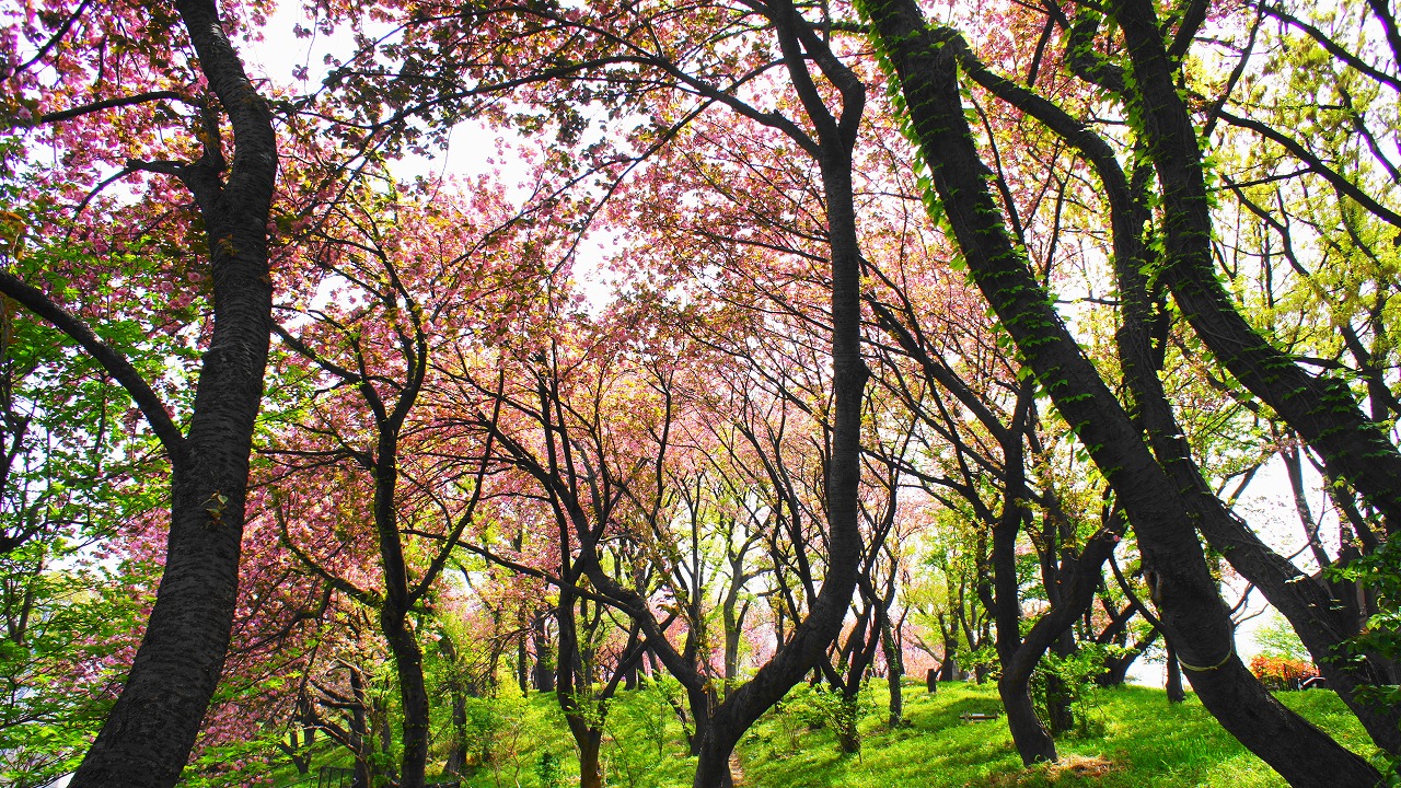 八重桜の公園・1