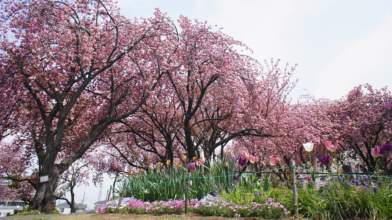 八重桜の公園・2