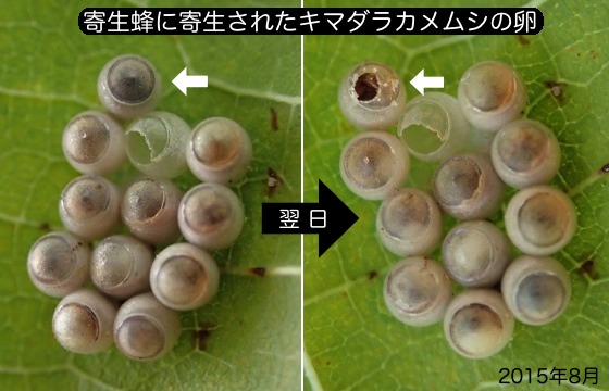 09カメムシ卵寄生蜂