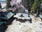 駒形神社並びに水沢公園ヒガン系サクラ群　県天然記念物