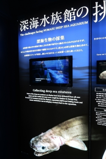 沼津港深海水族館　日本一の深海湾