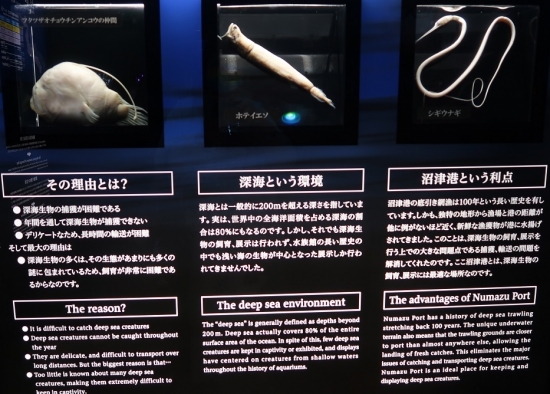 沼津港深海水族館　日本一の深海湾フタツザオチョウチンアンコウの仲間,ホテイエソ,シギウナギ