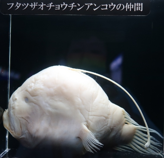 沼津港深海水族館　日本一の深海湾フタツザオチョウチンアンコウの仲間