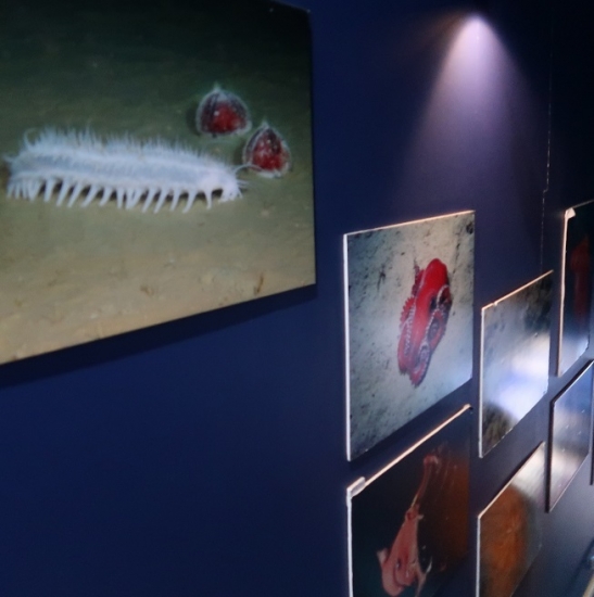 沼津港深海水族館　深海の生き物画像展