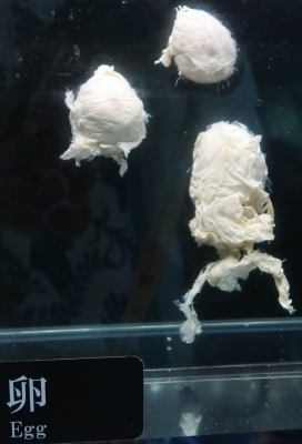 沼津港深海水族館シーラカンスミュージアム　シーラカンスの卵