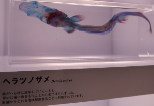 沼津港深海水族館　透明標本　ヘラツノザメ