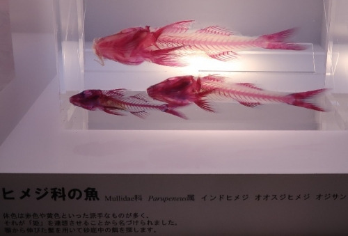 沼津港深海水族館　透明標本　インドヒメジ,オオスジヒメジ,オジサン