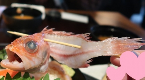 深海丼ユメカサゴ