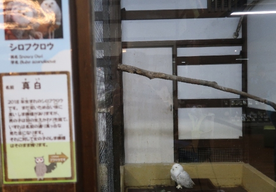 掛川花鳥園シロフクロウ