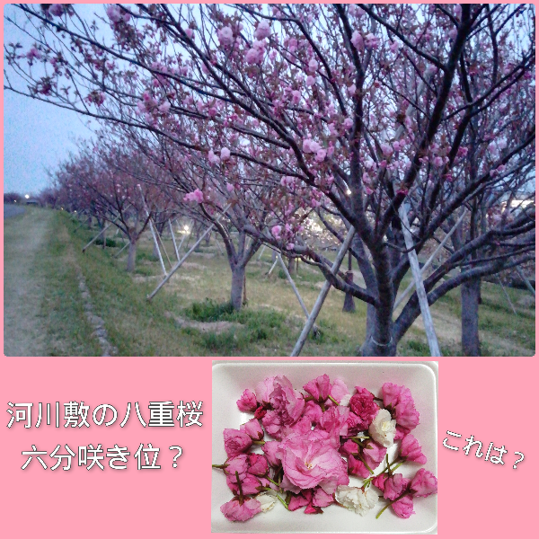 4-5中沖の八重桜