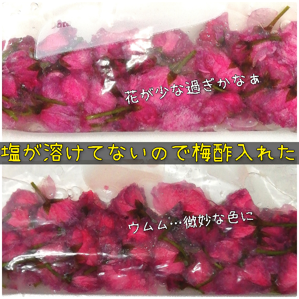 4-7桜の梅酢漬け