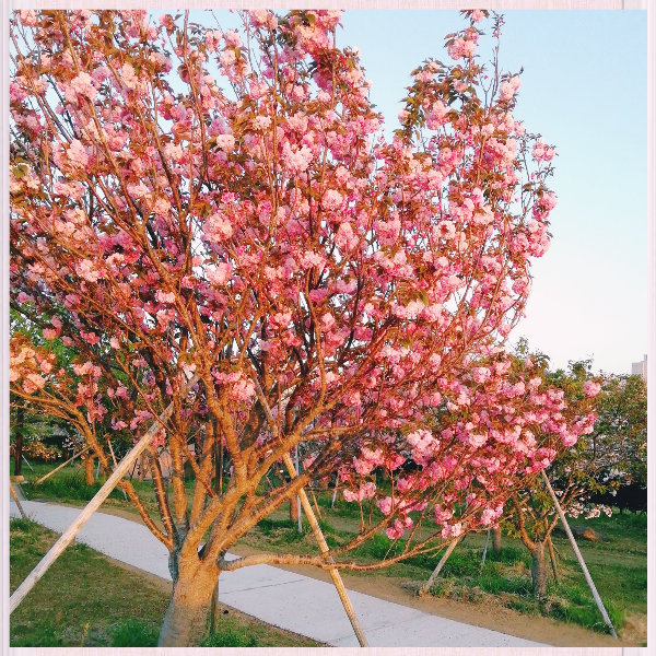 4-9八重桜