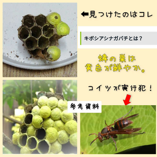 キボウシアシナガバチ