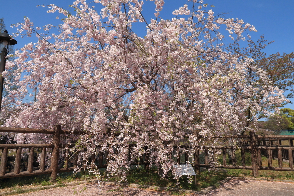 津市営 とことめの里一志のしだれ桜の画像