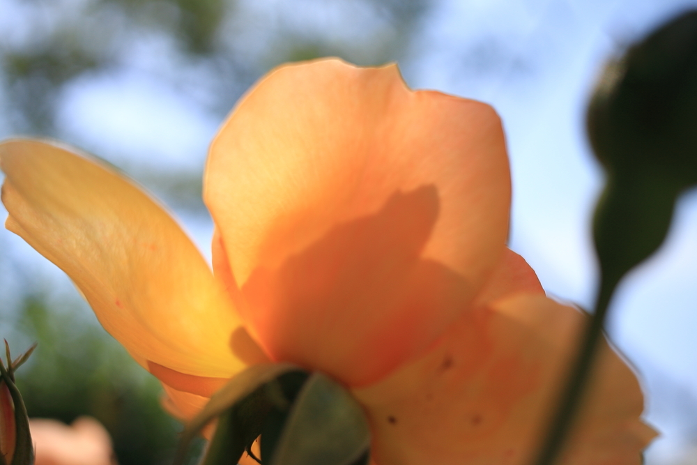 松坂農業公園ベルファーム　ローズフェアのバラの画像