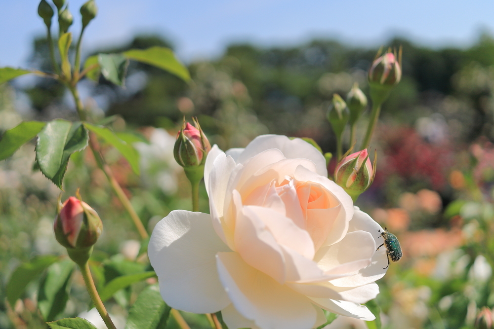松坂農業公園ベルファーム　ローズフェアのバラの画像