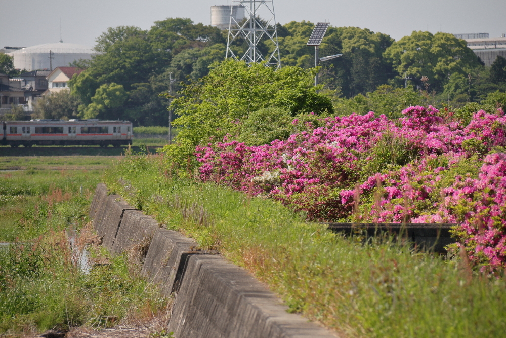 JR紀勢本線の列車と花の画像