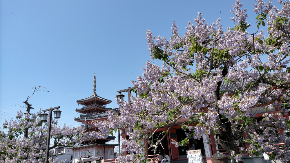 津観音、桐の花と五重塔の画像