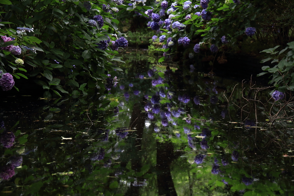 津城跡　水辺の紫陽花の画像