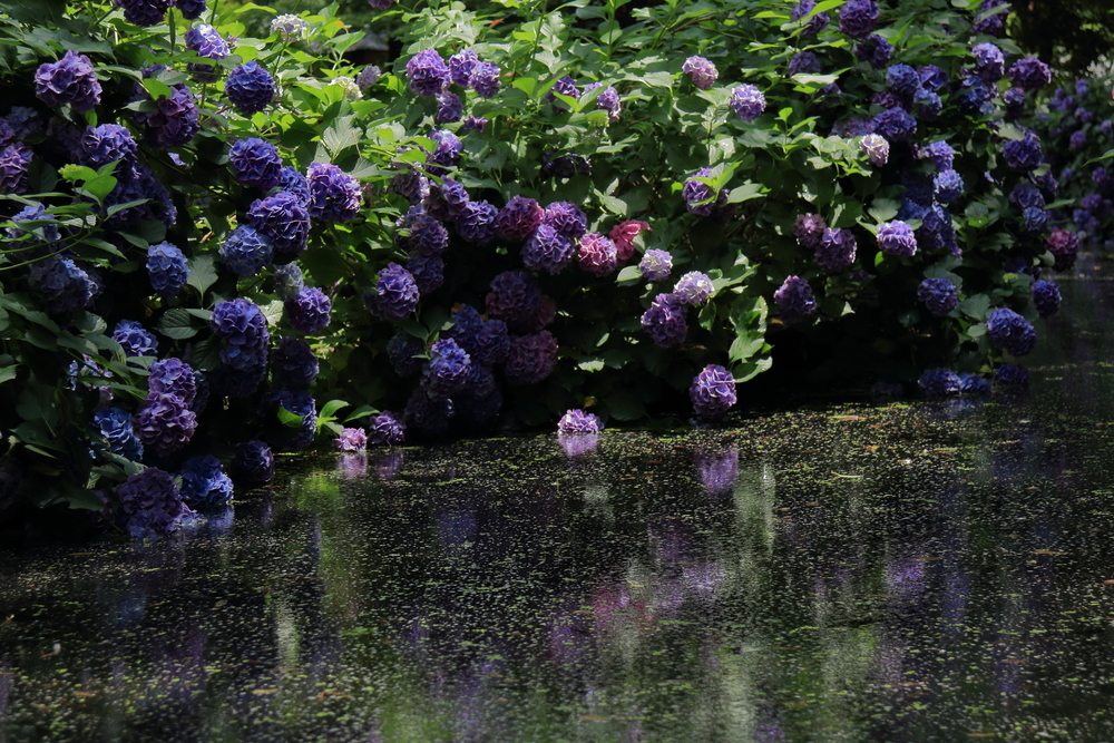 津城跡　水辺の紫陽花の画像