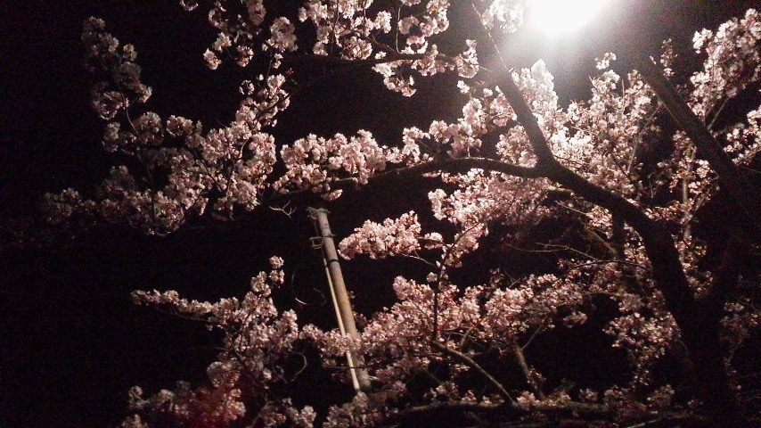 【２０２２年】夜桜