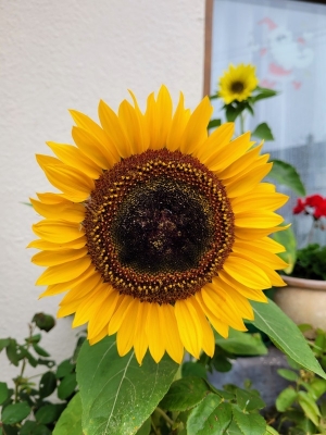 sunflowerfromrorysmum0822