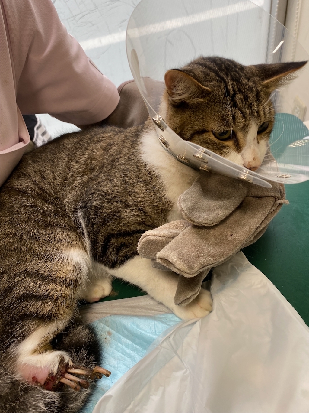 千葉県印旛郡酒々井町：トラバサミによる猫虐待事件